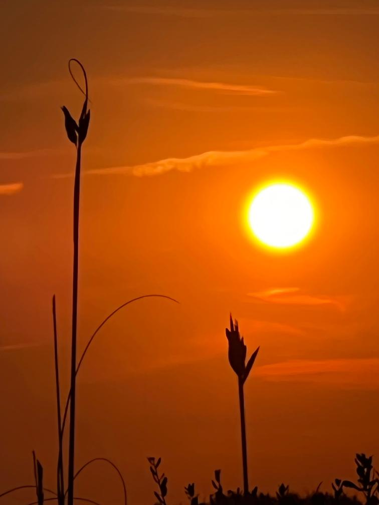 A sunset through tall grass